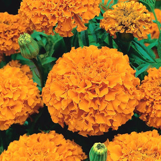 Tagete erecta - Arancione - Fiori arancioni abbondanti e globosi - Tagetes erecta