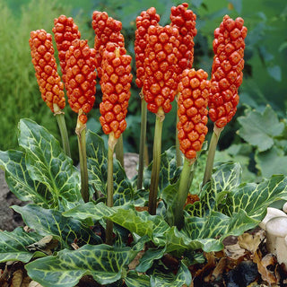 Arum italicum - Frutti rossi e foglie decorative - 5 bulbi