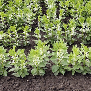 Favino - Metodo naturale per arricchire il terreno - Vicia faba - 1 kg