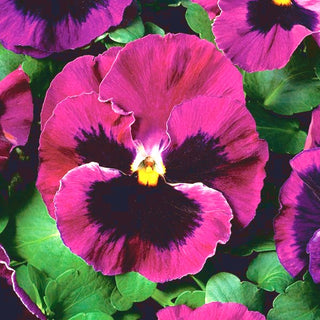Viola del Pensiero - Laura - Colore meraviglioso ideale per vasi e cassette - Viola ×wittrockiana