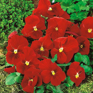 Viola del Pensiero - Clear Crystals - Fiori abbondanti e affascinanti - Viola ×wittrockiana