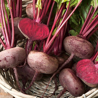 BIO Bietola da orto - D'Egypte - Dolce e raccolto sicuro da semi biologici - Semi Premium