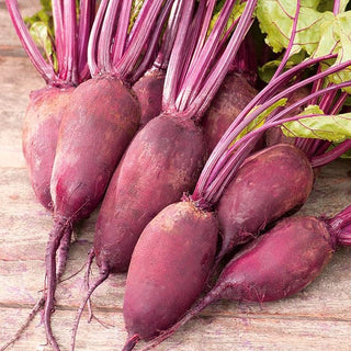 Barbabietola Rywal - Succosa, di un rosso intenso - Busta Grande - 100 g