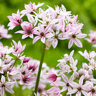 Allium - Cameleon - Fiori delicati rosa e bianchi - 5 bulbi