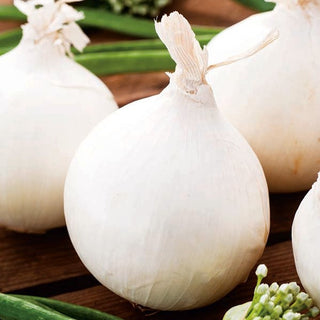 Cipolla - Agostana - Succosa e delicata da cruda
