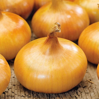 Cipolla Borettana - Sapore italiano dolce e aromatico