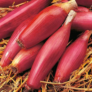 Cipolla - Rosa Lunga Di Firenze - Cipolle rosa dal sapore italiano