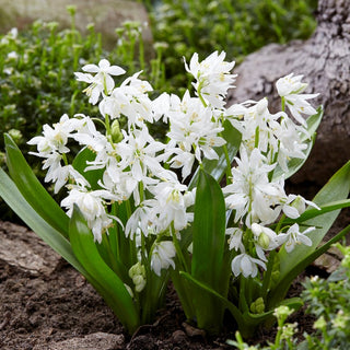 Scilla - Bianco - Crescita vigorosa e facile da coltivare - 10 bulbi