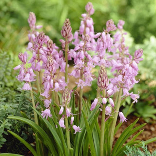 Scilla - rosa - Illumina con delicatezza il giardino primaverile - 10 bulbi