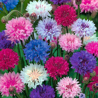 Fiordaliso - Nano miscuglio - Tocco incantevole dallo stile rustico - Centaurea cyanus - Semi Premium