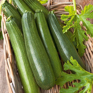 Zucchino Astra Polka - Raccolti sicuri anche in condizioni difficili - 100 g