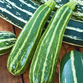 Zucchino - Striato D'Italia - Polpa delicata - perfetta per i piatti