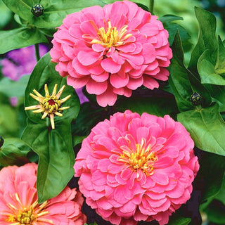 Zinnia fior di Dalia - Illumination - Varietà dal colore intenso e caldo - Zinnia elegans