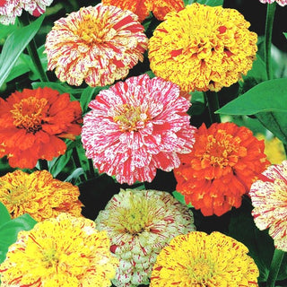 Zinnia fior di Dalia - Peppermint Stick - Fiori variegati dal fascino straordinario - Zinnia elegans