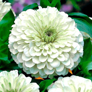 Zinnia fior di Dalia - Polar Bear - Bianco neve, varietà piena - Zinnia elegans