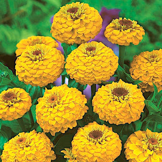 Zinnia - Liliput Golden Gem - Gioiello solare per bordure basse - Zinnia elegans