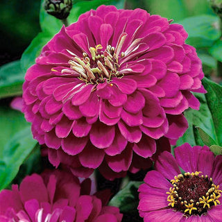 Zinnia - Liliput Purple Gem - Fiori densi e pieni di colore viola - Zinnia elegans