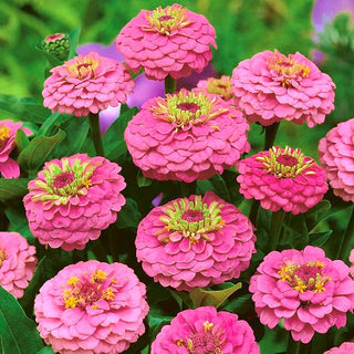 Zinnia - Liliput Rose Gem - Fiori rosa incantevoli a portamento basso - Zinnia elegans