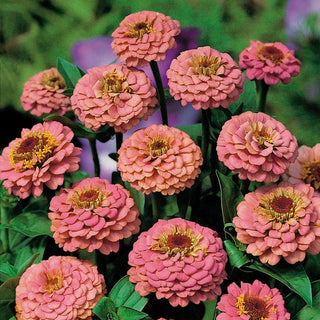 Zinnia - Liliput Salmon Gem - Tonalità calda di salmone dei fiori - Zinnia elegans