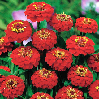 Zinnia - Liliput Scarlet Gem - Accento scarlatto nella tua aiuola - Zinnia elegans