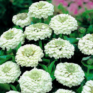 Zinnia - Liliput White Gem - Contrasto bianco per aiuole colorate - Zinnia elegans