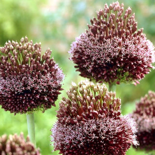 Allium - Forelock - Fiori unici bordeaux