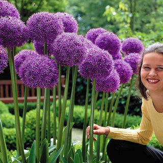 Allium - Globemaster - Viola, fiore gigante
