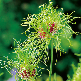 Allium vineale - Hair - Pianta originale da giardino - 5 bulbi