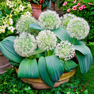 Allium karataviense - Resistente alle condizioni difficili - 3 bulbi