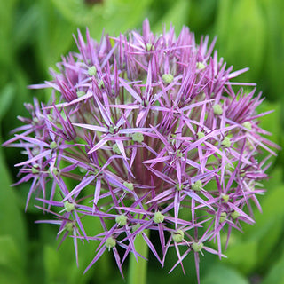 Allium christophii - Ideale per composizioni secche - 5 bulbi