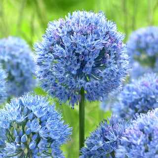 Allium caeruleum sin. azureum - Accento blu unico - 5 bulbi