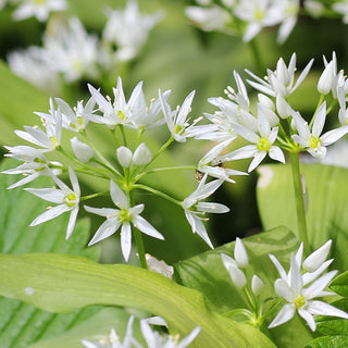 Allium ursinum - Successo in cucina, ornamento delle aiuole - 5 bulbi