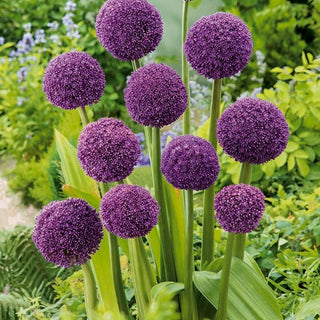 Allium - Ambassador - Apprezzato da secoli in Europa