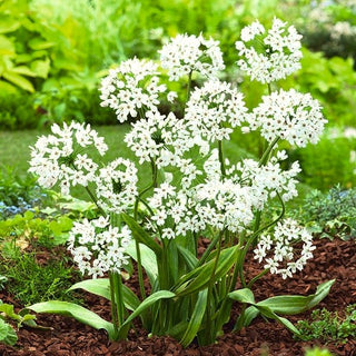 Allium - cowanii - Bianco delicato, fascino sottile - 20 bulbi