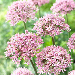 Allium - Pink Jewel - Rosa delicata con cuore verde