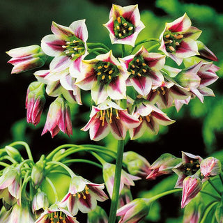Allium nectaroscrodum bulgaricum - Cura semplice e pratica - 5 bulbi