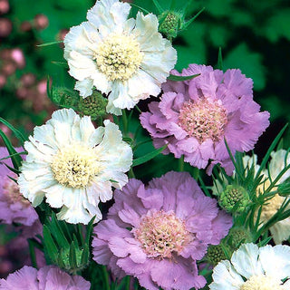 Scabiosa del Caucaso - Miscuglio - Effetto colorato per tutta l’estate - Scabiosa caucasica - Semi Premium