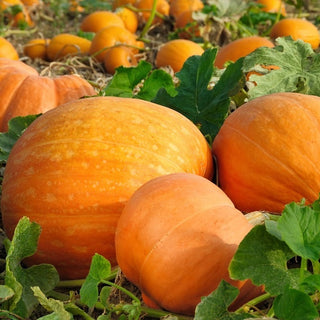 Zucca - Bambino - Raccolto abbondante, ideale per purè e zuppe - Confezione Mega - 500 g