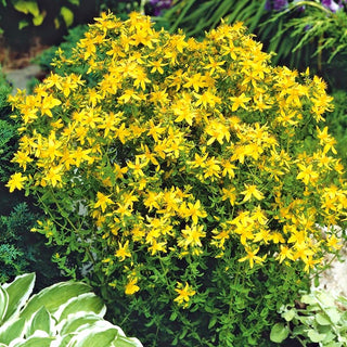 St. John's Wort - Natural Remedy for Relaxation, Beautiful Flowers, Easy to Grow - Hypericum perforatum - Premium Seeds