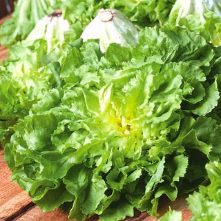 Indivia Scarola - Bionda A Cuore Pieno - Varietà italiana dal gusto delicato - Cichorium endivia