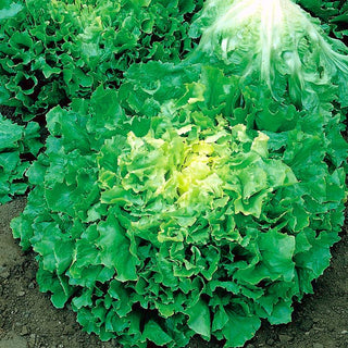 Indivia - De Meaux - Adatta alla coltivazione autunnale - Cichorium endivia