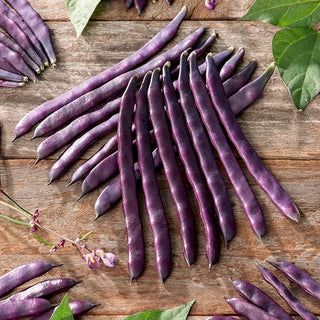 Fagiolo rampicante - Blauhilde - Varietà a crescita vigorosa