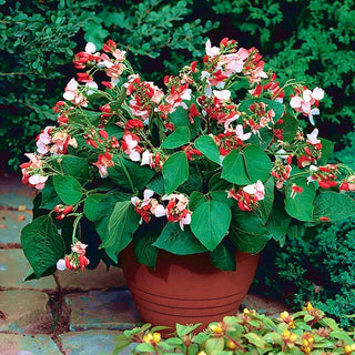 Fagiolo a fiore rosso - Hestia - Ideale per la coltivazione in vaso