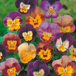 Viola cornuta - Bambini - Miscela colorata di fiori compatti - Viola cornuta - Semi Premium