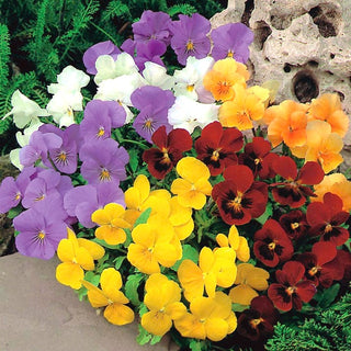 Viola cornuta - Miscuglio - Fiori in tonalità pastello - Viola cornuta - Semi Premium