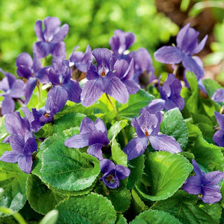 Viola Mammola - Varietà profumata, ideale per zone ombreggiate - Viola odorata - Semi Premium