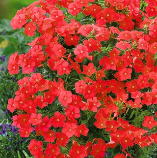 Phlox drummondii - Rosso - Bordura estiva in rosso - Phlox drummondii - Semi Premium