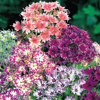 Phlox - Stella Miscuglio - Phlox straordinario dai petali a forma di stella - Phlox drummondii cuspidata - Semi Premium