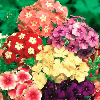 Phlox Annuale - Miscuglio - Successo estivo per aiuole - Phlox drummondii nana - Semi Premium