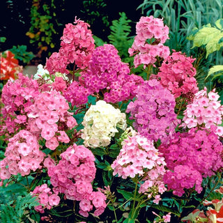 Phlox paniculata - Miscuglio - Fiori intensamente profumati - Phlox paniculata - Semi Premium